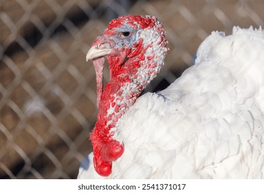 A turkey with a red head and white body. The turkey is standing in a pen. The pen is surrounded by a chain link fence - Powered by Shutterstock