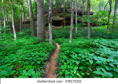 Turkey Run State Park In Indiana