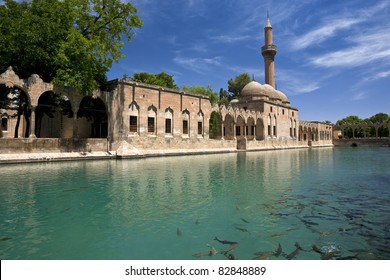 Turkey. Sanliurfa. Sacred Fish Pool With Sacred Carp - Legendary Lake Where Abraham Was Thrown Into The Fire By King Nimrod