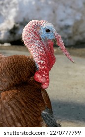 Turkey side view close up in vertical format with copy space
