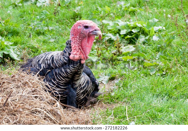 Turkey Sitting Haystack Stock Photo 272182226 | Shutterstock