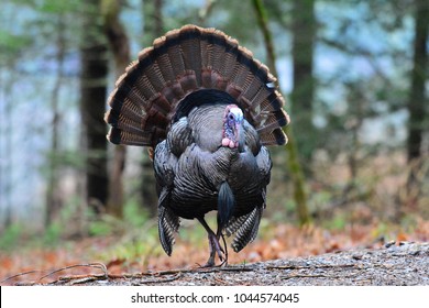 Turkey In Smokey Mountains, Tennessee