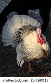 Turkey Standing In Sun At Sunrise, Farm In Western Australia.