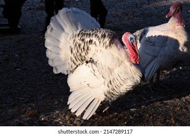 Turkey Standing In Sun At Sunrise, Farm In Western Australia.