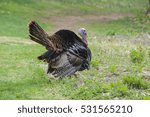Turkey strutting 