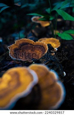 Turkey tail (Coriolus versicolor) is a mushroom. It contains polysaccharide peptide (PSP) and polyspaccharide krestin (PSK), which are used as medicine.