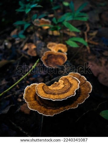 Turkey tail (Coriolus versicolor) is a mushroom. It contains polysaccharide peptide (PSP) and polyspaccharide krestin (PSK), which are used as medicine.
