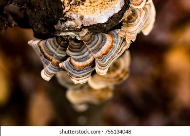 Turkey Tail Fungus in Autumnal Colors
