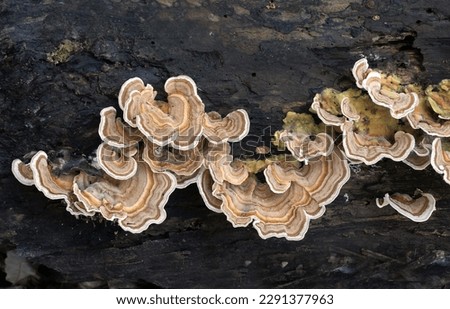 Turkey tail Fungus and Mushrooms. Trametes versicolor – also known as Coriolus versicolor and Polyporus versicolor – is a common polypore mushroom found throughout the world