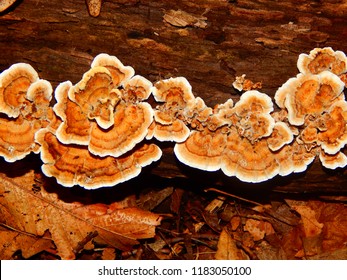 Turkey Tail Mushroom