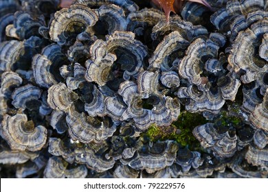 Turkey Tail Mushroom