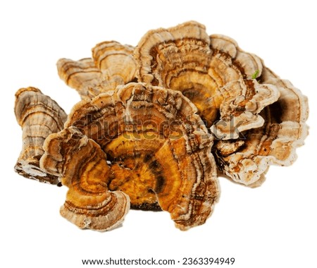 Turkey tail mushroom in blank background