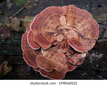 Turkey Tail Mushroom In The Forest