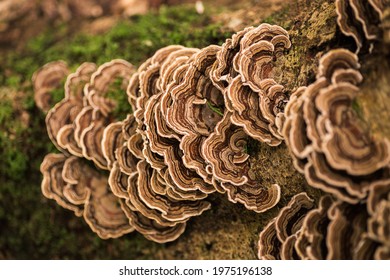 Turkey tail mushroom growing on a tree stump with moss - Shutterstock ID 1975196138