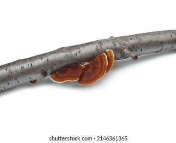 Trametes versicolor mushroomのロイヤリティフリー画像