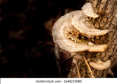 Turkey Tail Mushroom On Oak Branch