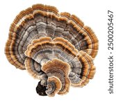 Turkey Tail Mushroom on a White Transparent Background PNG