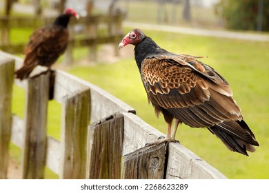 Turkey Vulture: A Bird Species Found Across the American Continent, Belonging to the Cathartes Genus, One of the Three Species in the Cathartidae Family