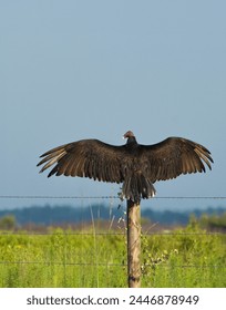 A turkey vulture, Carthartes aura, perched on a fence post with his wings spread showing his long wing span. Dorsal view. Room for type.