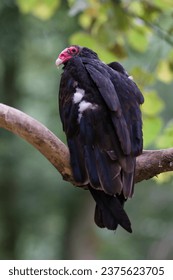 Turkey vulture - Cathartes Aura
Turkey vulture