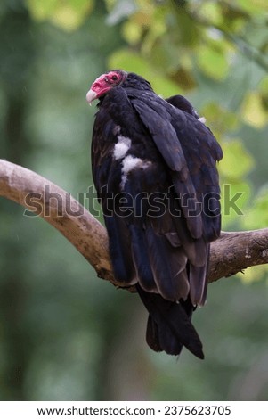Turkey vulture - Cathartes Aura
Turkey vulture