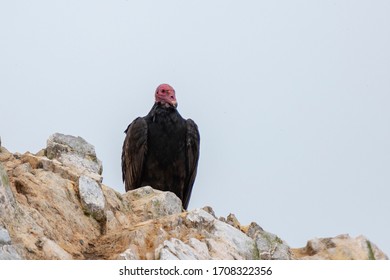 Turkey vulture (Cathartes aura) Ballestas Island, Peru - Shutterstock ID 1708322356