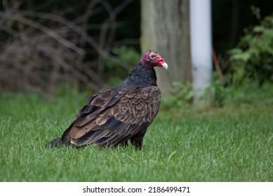 Turkey Vulture (Cathartes aura) or Turkey Buzzard waiting for food in southern Michigan