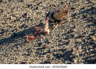 Turkey Vulture (Cathartes Aura) Eating A Dead Opossum. Wildlife Photography. 