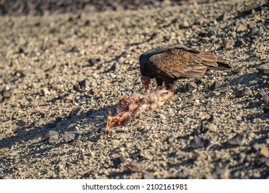 Turkey Vulture (Cathartes Aura) Eating A Dead Opossum. Wildlife Photography. 