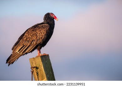 A Turkey Vulture (Cathartes aura) enjoys soaking up the early morning sun. Plenty of copy space. - Shutterstock ID 2231139951