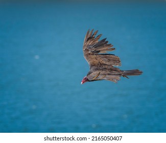 A Turkey vulture (Cathartes aura) flies over Lake Cachuma in Santa Barbara county, CA. - Shutterstock ID 2165050407