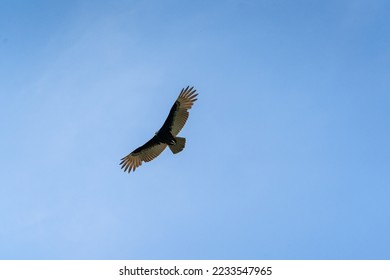 A Turkey vulture (Cathartes aura) flies over the Mayan ruin complex at Chichen Itza. - Shutterstock ID 2233547965