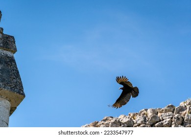 A Turkey vulture (Cathartes aura) flies over the Mayan ruin complex at Chichen Itza. - Shutterstock ID 2233547977