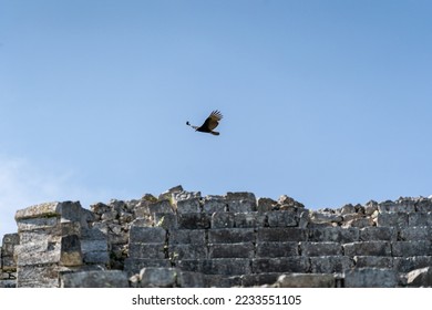 A Turkey vulture (Cathartes aura) flies over the Mayan ruin complex at Chichen Itza. - Shutterstock ID 2233551105