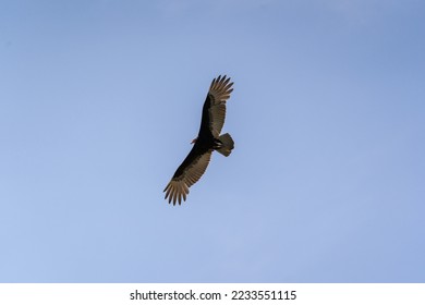 A Turkey vulture (Cathartes aura) flies over the Mayan ruin complex at Chichen Itza. - Shutterstock ID 2233551115
