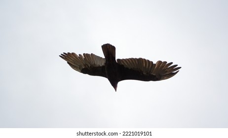 Turkey Vulture (Cathartes aura) in flight above Gypsy Cove in Stanley, Falkland Islands - Shutterstock ID 2221019101