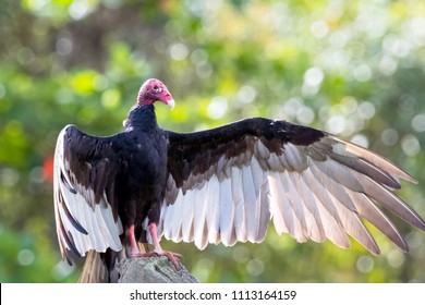 Turkey Vulture (cathartes aura), also known as the Turkey Buzzard, John Crow or Carrion Crow - Peninsula de Zapata National Park / Zapata Swamp, Cuba