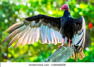 John Crow Images Stock Photos Vectors Shutterstock