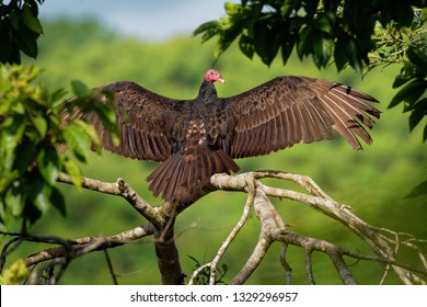 World Vulture Images Stock Photos Vectors Shutterstock