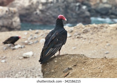  Turkey Vulture, Cathartes Aura, Matarani  - Peru