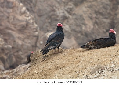  Turkey Vulture, Cathartes Aura, Matarani  - Peru