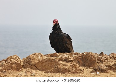 Turkey Vulture, Cathartes Aura, Matarani  - Peru