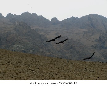 The Turkey Vulture (Cathartes Aura) Is The Most Widespread Of The New World Vultures