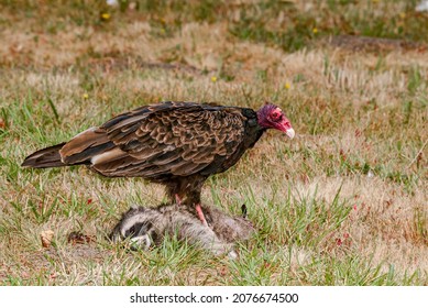 Turkey Vulture (Cathartes aura) on a dead raccoon (Procyon lotor) shot down by a car in Bodega Bay area, California, USA - Shutterstock ID 2076674500