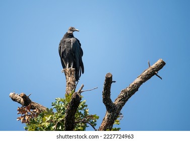Turkey vulture  (Cathartes aura) perched on tree top in Texas. Blue sky background with copy space. - Shutterstock ID 2227724963