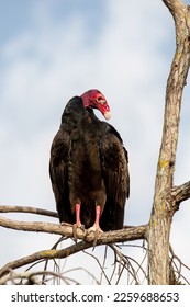 Turkey Vulture  Cathartes aura perched in Cypress Tree in Everglades National Park..