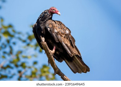 Turkey Vulture (Cathartes aura) perched high on dead tree branch in the Chippewa National Forest, northern Minnesota USA