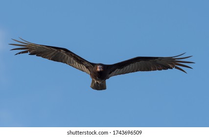 Turkey vulture, Cathartes aura, Single bird in flight, Tulum beach, Mexico - Shutterstock ID 1743696509