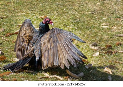 Turkey vulture, Cathartes aura, spreads its wings while on the ground to dry  its feathers - Shutterstock ID 2219145269