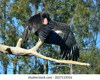 Turkey Vulture Dabbing On The Kids